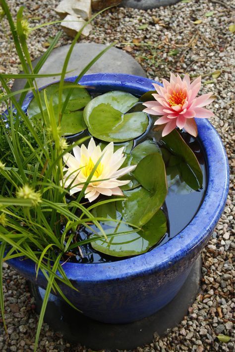 How to make a water garden in a container -   14 garden design Water mini pond ideas