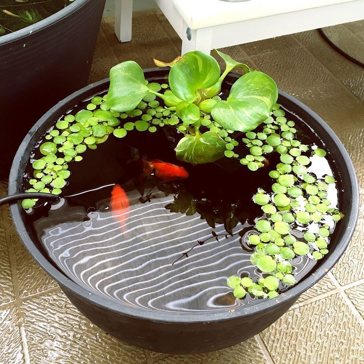 Make your own balcony ideas: A mini pond in the pot » HeyStyles -   14 garden design Water mini pond ideas