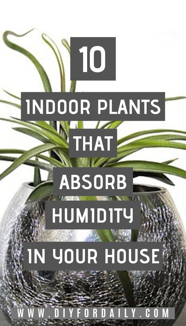 10 Indoor Plants That Absorb Humidity In Your House -   14 planting Indoor photography ideas