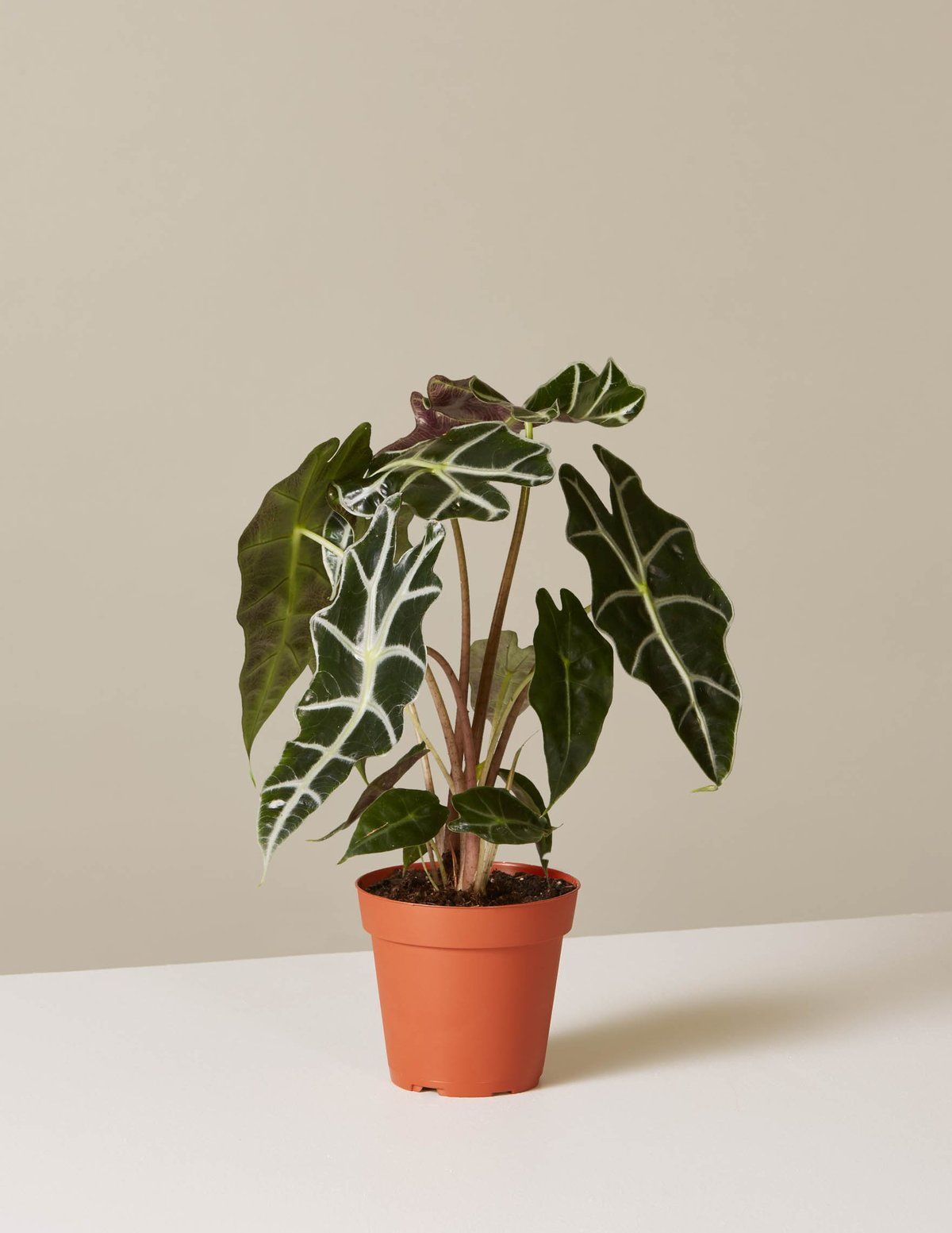 Alocasia Polly -   14 planting Indoor photography ideas