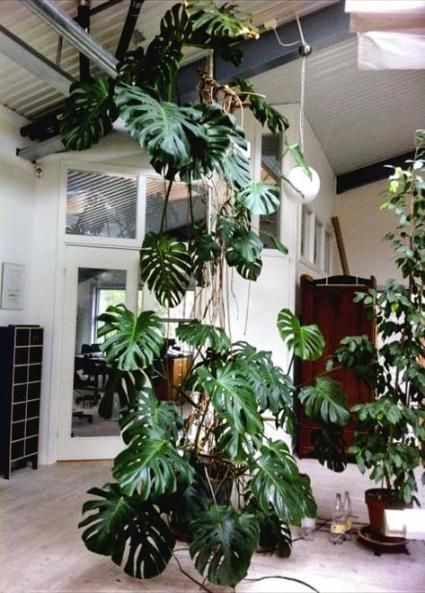 18 ideas for plants indoor photography inspiration -   14 planting Indoor photography ideas