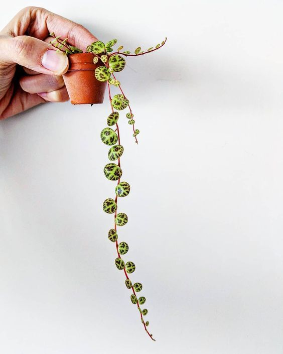 The Best Indoor Hanging Plants -   14 planting Indoor photography ideas