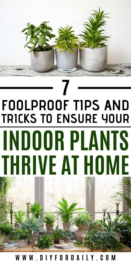 Foolproof Tips And Tricks To Ensure Your Houseplants Thrive At Home -   14 planting Indoor photography ideas