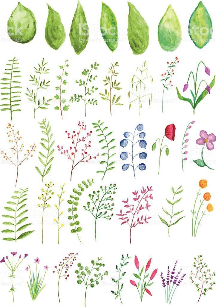 A vector set of watercolor plants and branches -   14 plants Drawing watercolor ideas