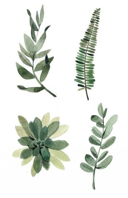 67 Best Ideas Plants Drawing Botanical Illustration Ferns -   14 plants Drawing watercolor ideas