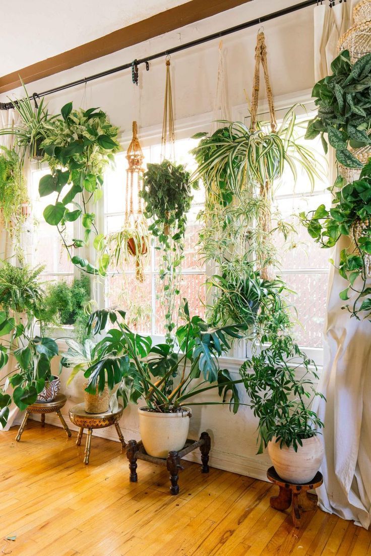 16 plants Apartment curtains ideas