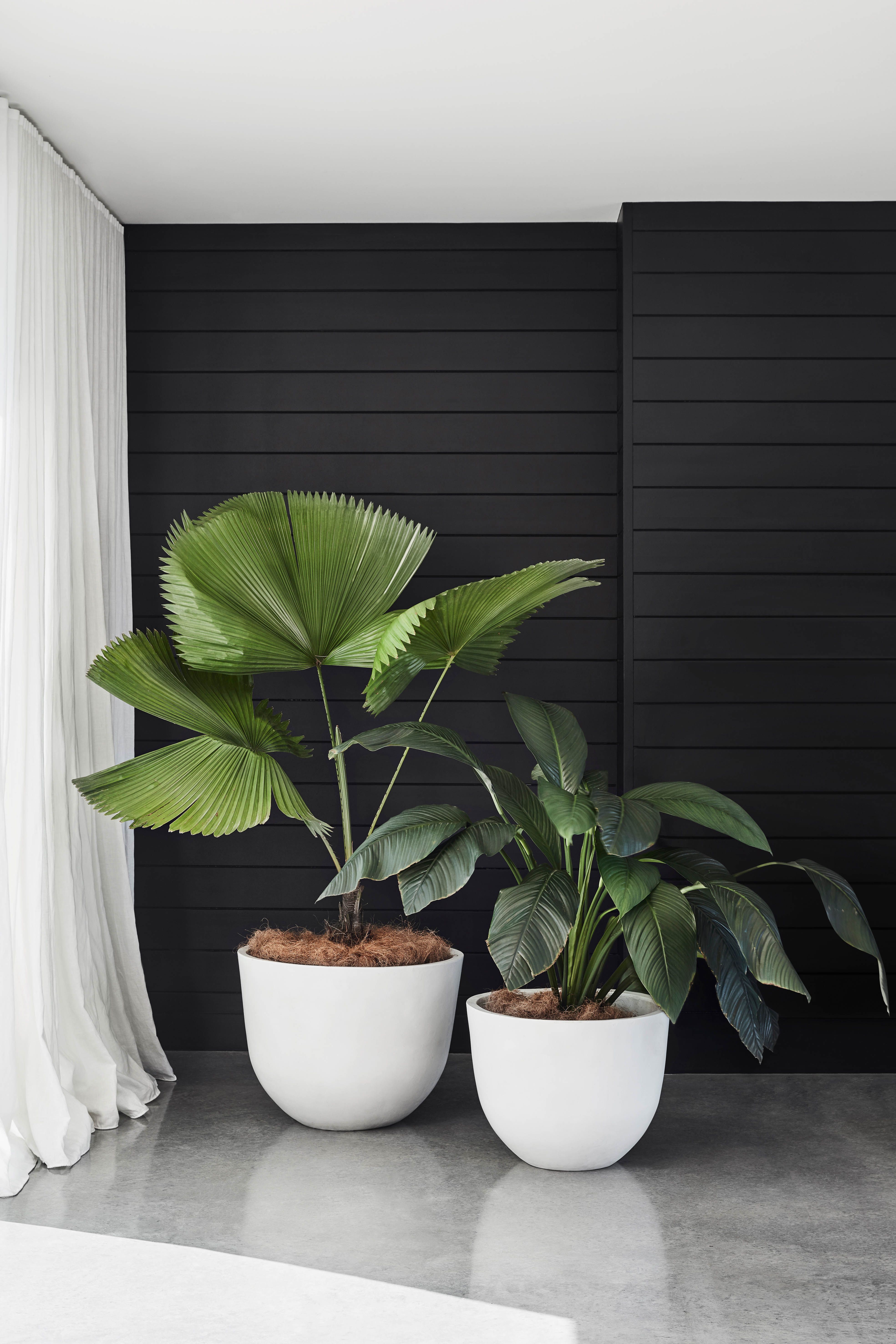 Potted Bliss: Indoor Plants 101 -   16 plants Apartment curtains ideas