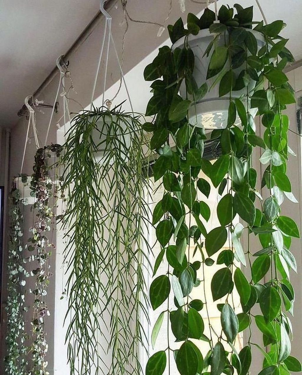 30+ Cozy Hanging Plant Decor Ideas To For Your Garden -   16 plants Apartment curtains ideas