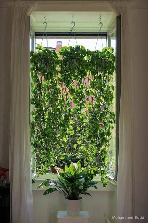 15+ Beautiful Hanging Plants Ideas | Indoor & Outdoor » Jessica Paster -   16 plants Apartment curtains ideas