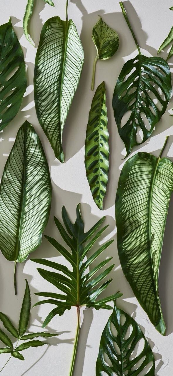 16 plants Background design ideas