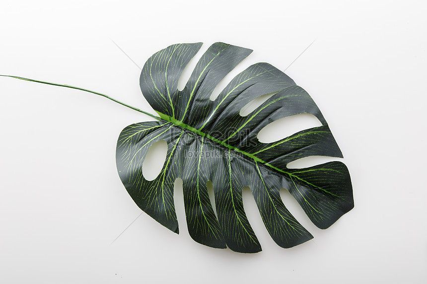 plant leaves -   16 plants Background design ideas