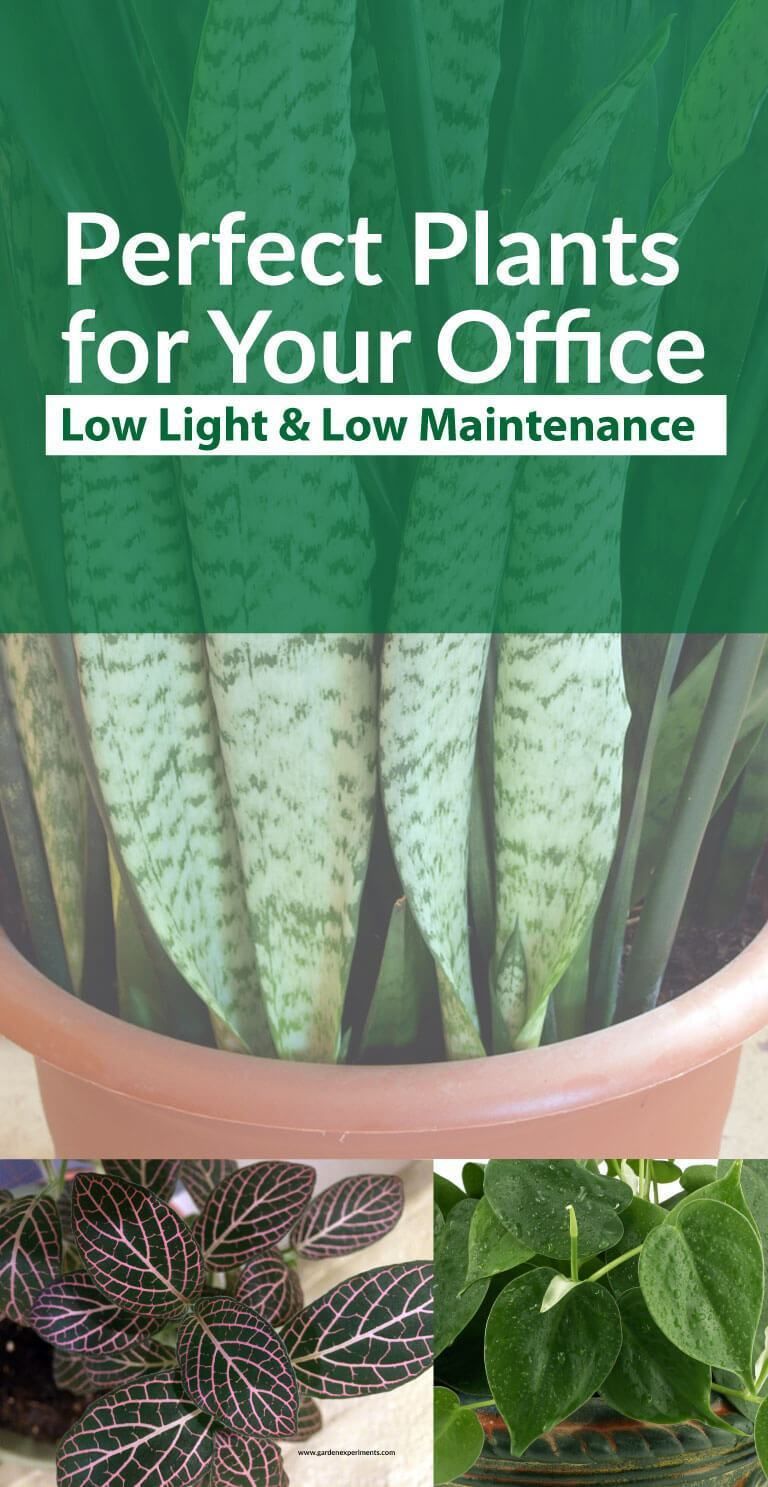 Plants Perfect for Your Office – Low Light and Low Maintenance -   17 plants Garden low lights ideas