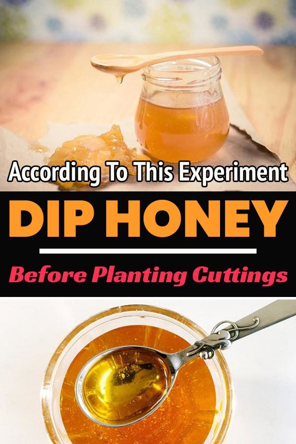 Using Honey As Rooting Hormone Works! Proven in Studies -   17 plants Patio roots ideas