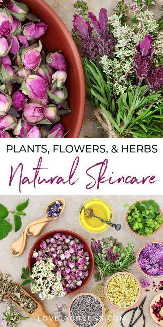 Using Plants, Flowers, and Herbs for Skincare • Lovely Greens -   17 skin care Recipes skincare ideas