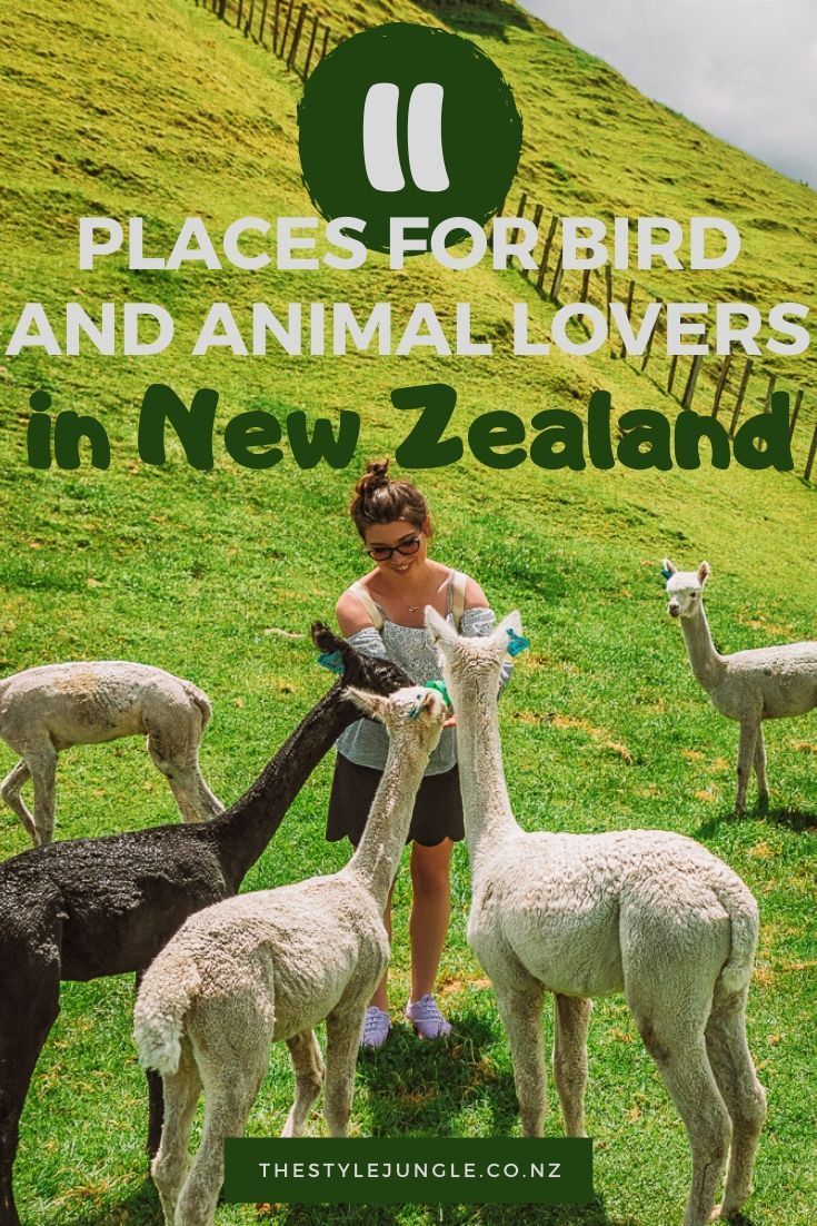 New Zealand attraction for bird and an -   18 travel destinations New Zealand life ideas