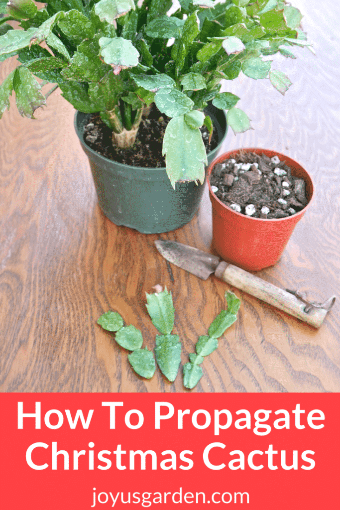 How To Propagate Christmas Cactus By Stem Cuttings -   19 planting Cactus propagating succulents ideas