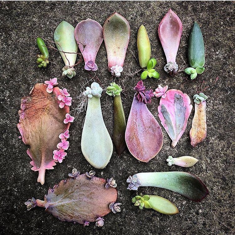 How to Propagate Succulents from Leaves and Cuttings (Illustrated? Guide) | Succulents Network -   19 planting Cactus propagating succulents ideas