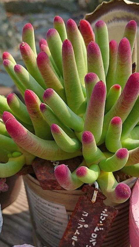 How to Make Succulents Change Color? | The Succulent Eclectic -   19 planting Cactus propagating succulents ideas