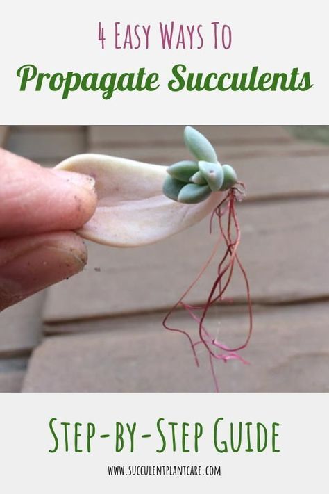 4 Easy Ways to Propagate Succulents: A Step-by-Step Guide -   19 planting Cactus propagating succulents ideas
