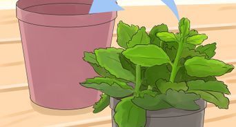 How to Prune a Christmas Cactus: 12 Steps (with Pictures) -   19 planting Cactus propagating succulents ideas