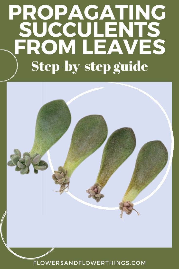 Propagating succulents from leaves guide -   19 planting Cactus propagating succulents ideas