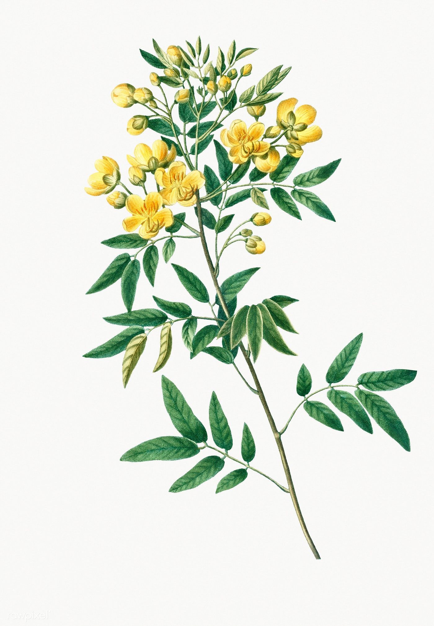 Download premium illustration of Argentine senna flowering plant -   10 girl plants Illustration ideas