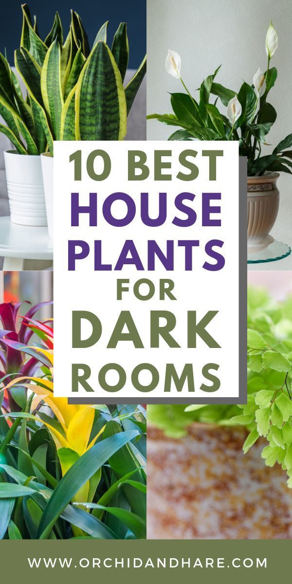 10 Low Light House Plants | Indoor Plants That Grow Without Sunlight -   11 plants Room sunlight ideas