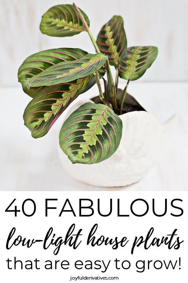 40 Best Indoor Plants that Don't Need Sunlight - Joyful Derivatives -   11 plants Room sunlight ideas