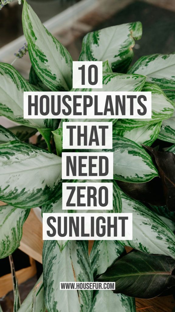 10 Houseplants That Need (Almost) Zero Sunlight | House Fur -   11 plants Room sunlight ideas