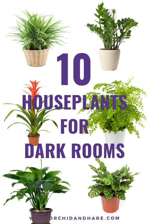 10 Low Light House Plants | Indoor Plants That Grow Without Sunlight -   11 plants Room sunlight ideas