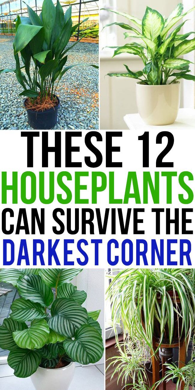 12 Houseplants That Can Survive Darkest Corner of Your House -   11 plants Room sunlight ideas