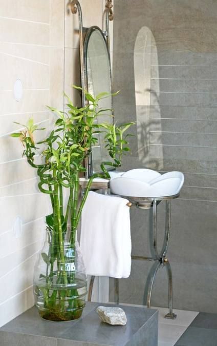 40+ trendy bath room plants no sunlight small -   11 plants Room sunlight ideas