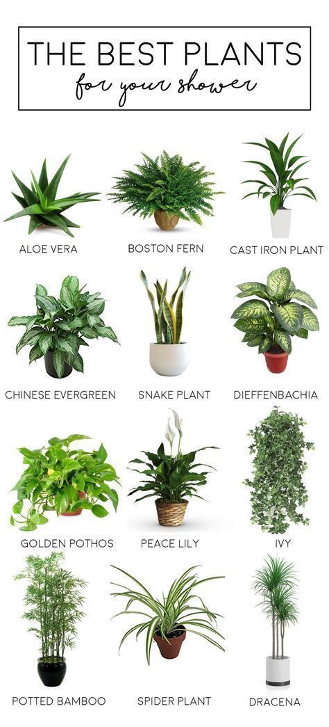 The Best Houseplants for Your Bathroom -   11 plants Room sunlight ideas