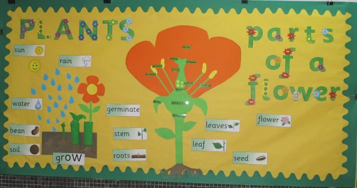 Parts of a Flower Classroom Display Photo -   13 planting Art ks2 ideas