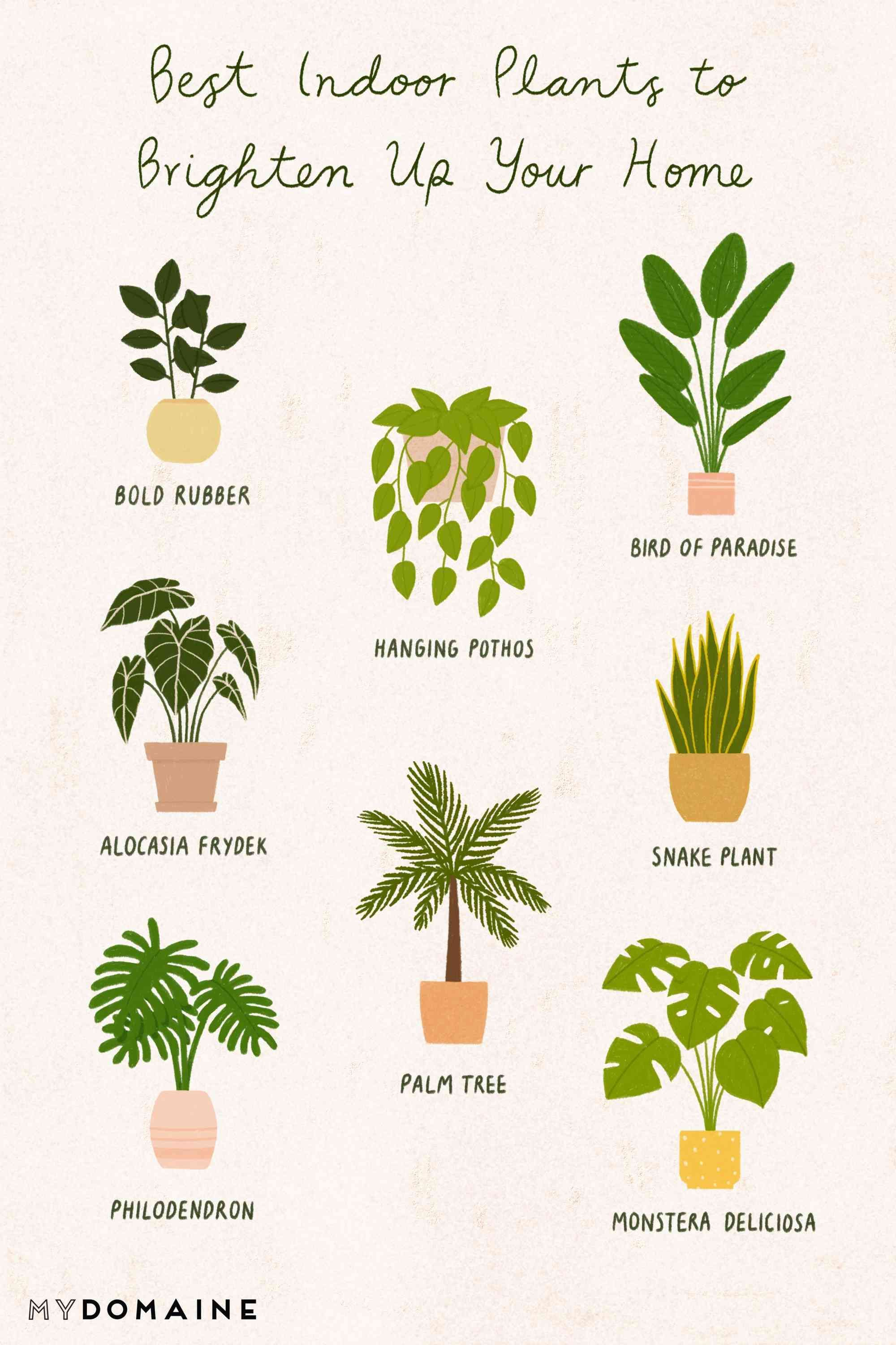 14 plants Potted illustration ideas