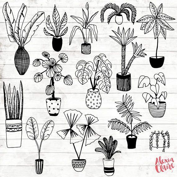 House Plant Clipart - Hand Drawn Plants Clipart - Potted Plant Art - Plant Digital Paper - Plants Clip Art - Plant Illustration - ACGABW06 - debbie -   14 plants Potted illustration ideas
