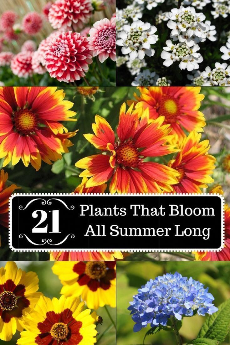 21 Plants That Bloom All Summer Long -   16 plants Outdoor design ideas