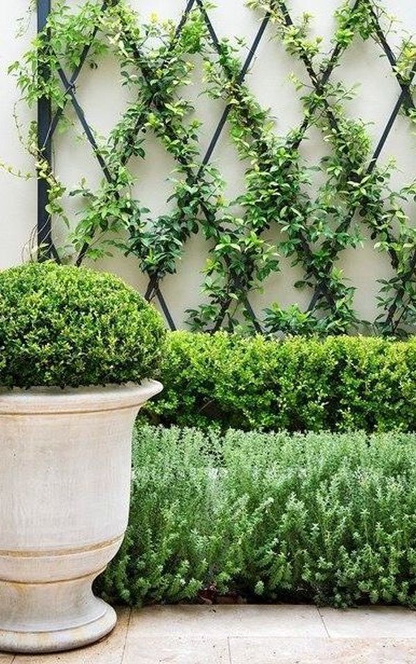 Climbing plants – 12 ideas for arranging the garden with them -   16 plants Outdoor design ideas