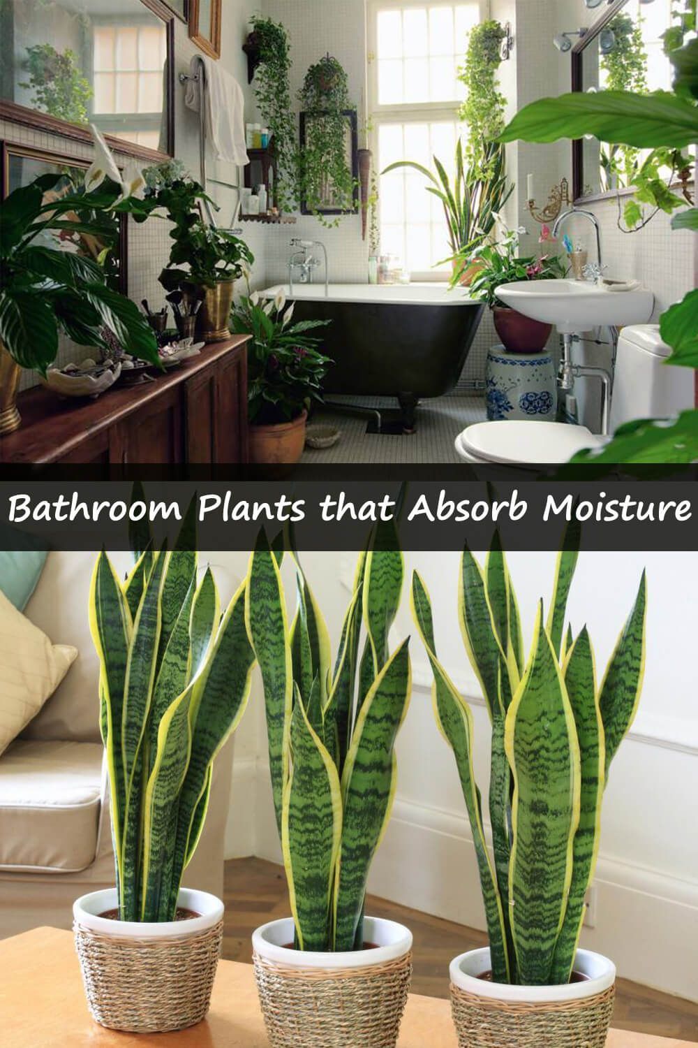 19 Bathroom Plants That Absorb Moisture -   16 plants Outdoor design ideas