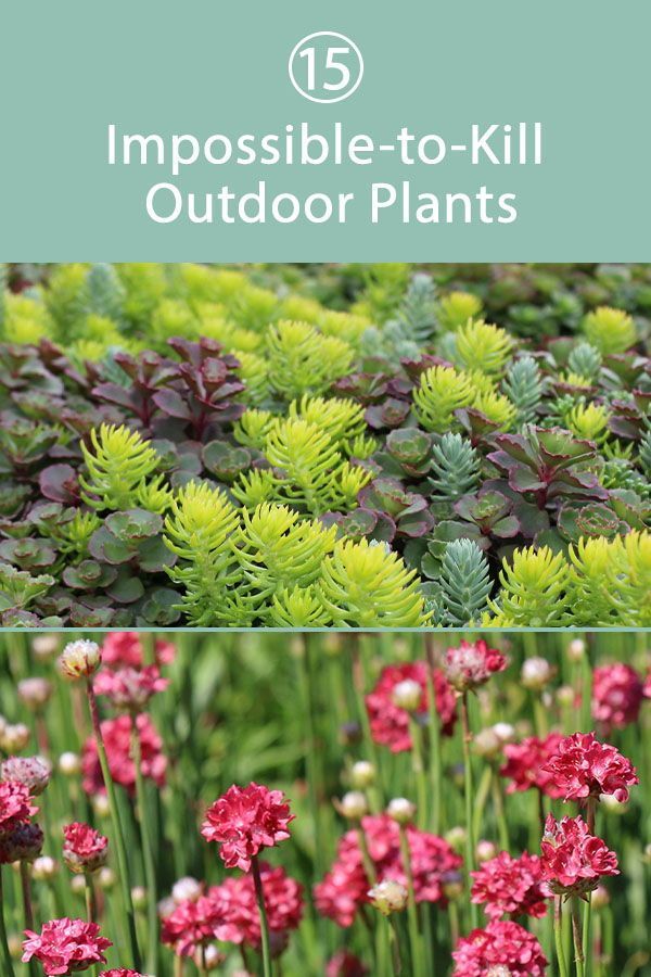 16 plants Outdoor design ideas