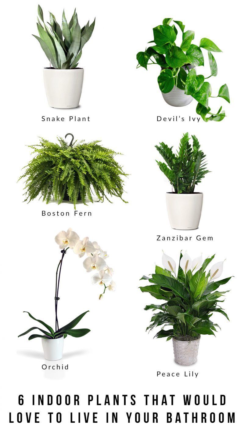 6 indoor plants that would love to live in your bathroom -   16 plants Outdoor design ideas