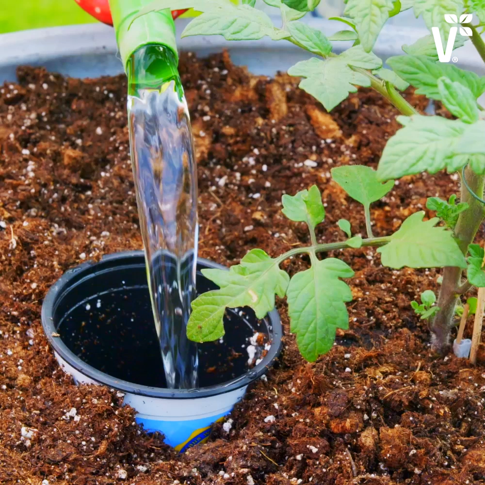 Watering properly when dry - four tips! -   20 garden design Vegetable videos ideas