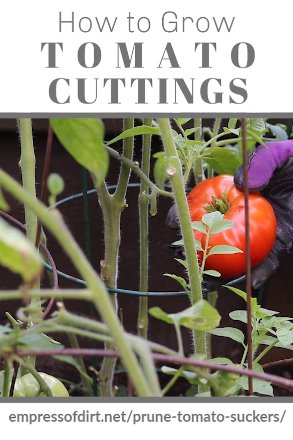 Learn How to Root Tomato Cuttings -   20 garden design Vegetable videos ideas