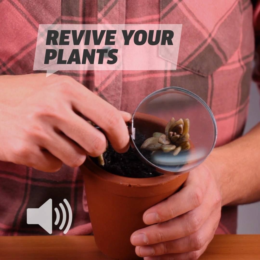 Revive Your Plants -   20 garden design Vegetable videos ideas