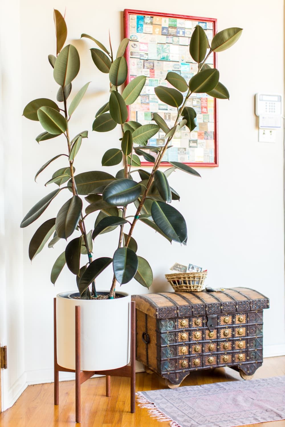 7 Larger-Than-Life Plants That Make Serious Statements -   5 planting Decor apartment therapy ideas