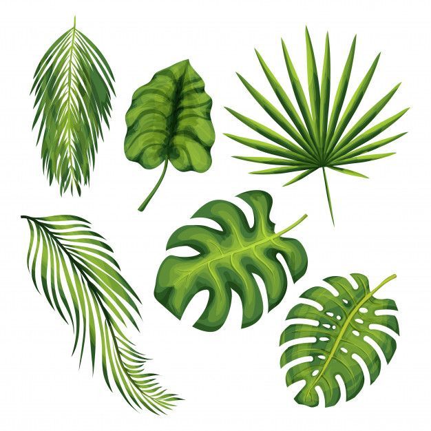 9 jungle planting Drawing ideas