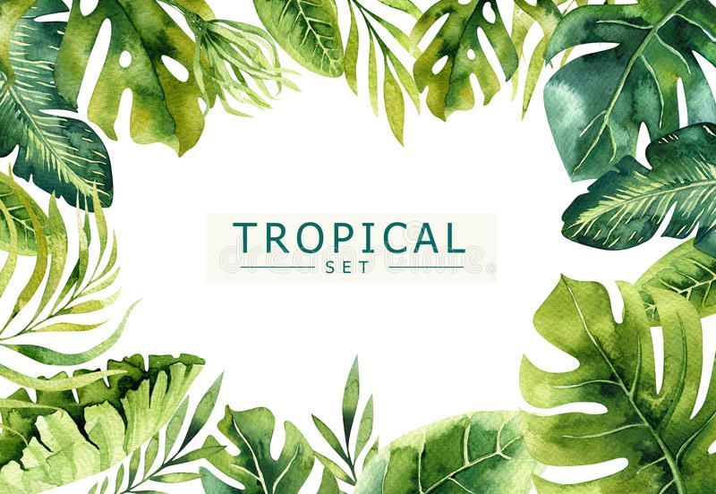 Hand Drawn Watercolor Tropical Plants Background. Exotic Palm Leaves, Jungle Tree, Brazil Tropic Borany Elements Stock Illustration - Illustration of leaves, gungle: 91739181 -   9 jungle planting Drawing ideas