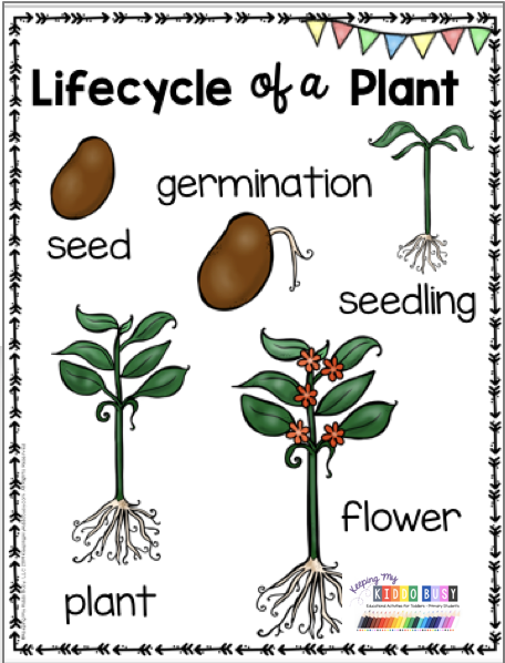 10 planting Kindergarten anchor chart ideas