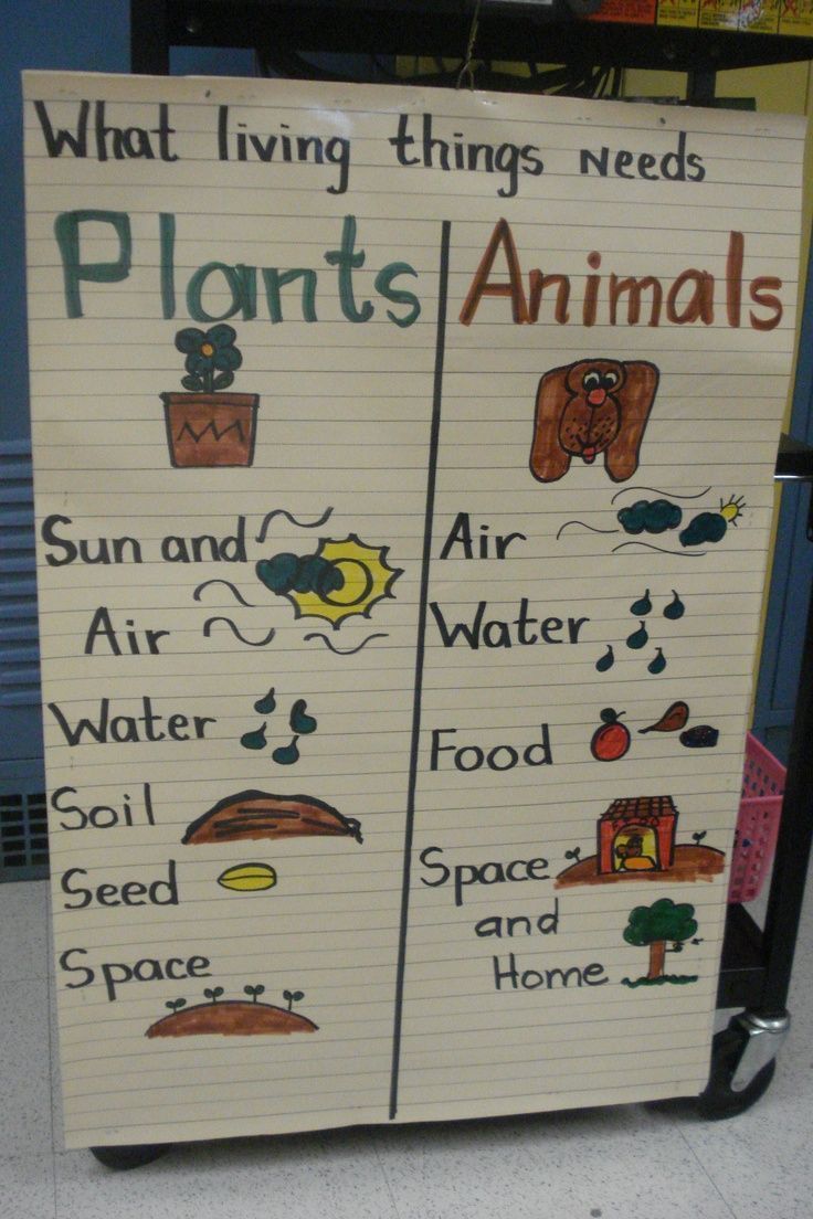 Plants And Animals Needs Anchor Chart | Kindergarten Science And -   10 planting Kindergarten anchor chart ideas