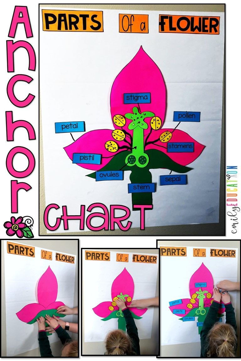 10 planting Kindergarten anchor chart ideas